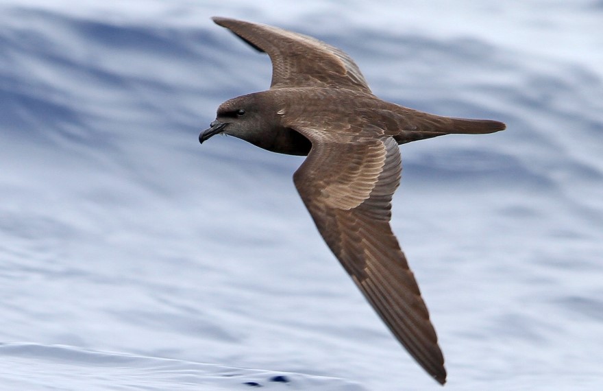 Bulwer's petrel (Bulweria bulwerii)- Fauna desertas islands